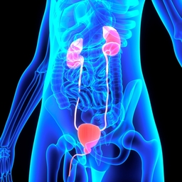 urologia
